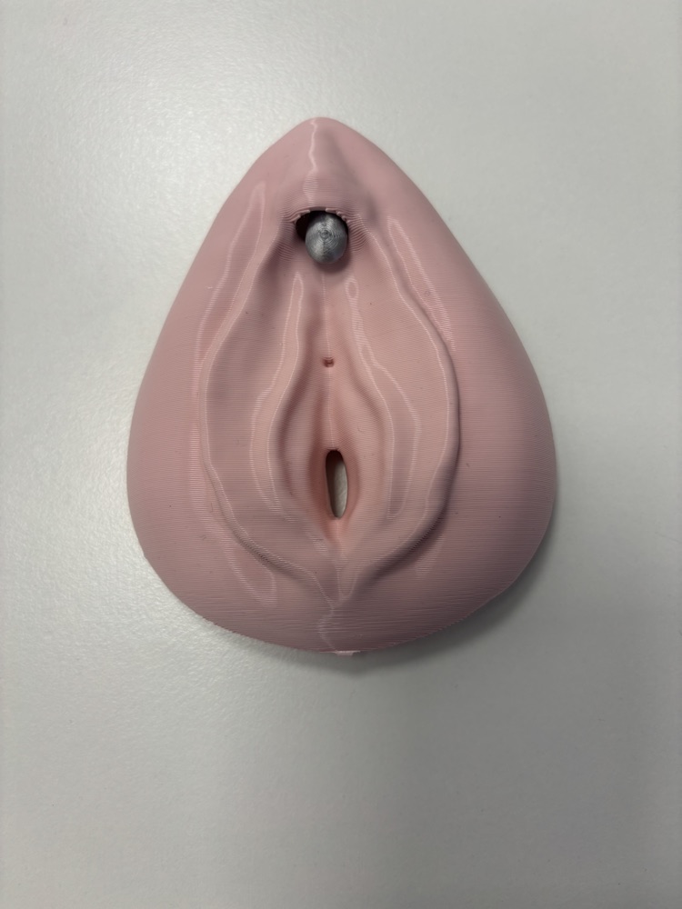 Modello anatomico della vulva per l'educazione sessuale e la conoscenza del corpo femminile